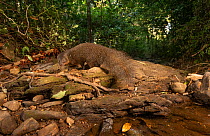 Brown mongoose (Herpestes brachyurus) Western Ghats, Karnataka, India. Camera Trap image.