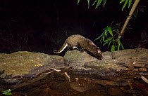 Brown / Jerdon's palm civet (Paradoxurus jerdoni) Western Ghats , Karnataka, India. Endemic. Camera trap image.