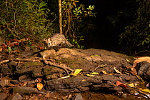 Small Indian civet (Viverricula indica) Western-ghats , Karantaka India. Camera trap image.
