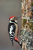 Middle spotted woodpecker (Dendrocopos medius) on a tree trunk,  Leon, Spain, February.