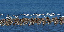 Pied avocet (Recurvirostra avocetta) and Black tailed godwit (Limos limosa) during migration, Le Teich, Gironde, France, February