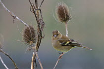 Common chaffinch (Fringilla coelebs) female perched on teasel. Vendee, France, January.