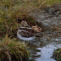Common snipe (Gallinago gallinago) foraging in water. Breton Marsh, Vendee, France, January