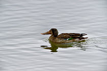 Northern shoveler (Anas clypeata) male on water, Le Teich, Gironde, France, January.