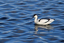 Pied avocets (Recurvirostra avocetta) foraging in water, Le Teich, Gironde, France, January.