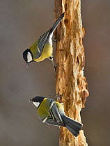 Great tit (Parus major) two perched on branch, Leon, Spain, February.
