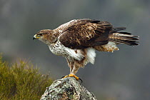 Bonelli&#39;s eagle (Aquila fasciata) on rock, Leon, Spain, February.