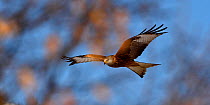 Red kite (Milvus milvus) in flight, Leon, Spain, February