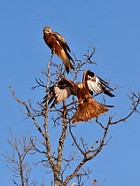 Red kites (Milvus milvus) in tree, Leon, Spain, February