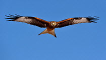 Red kite (Milvus milvus) in flight, Leon, Spain, February