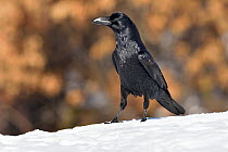 Northern raven (Corvus corax) in snow, Leon, Spain, February.