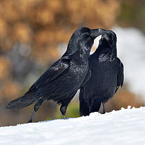 Northern ravens (Corvus corax) interacting in snow, Leon, Spain, February.