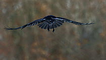 Northern raven (Corvus corax) in flight, Leon, Spain, February.