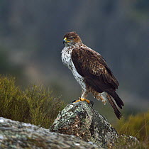Bonelli&#39;s eagle (Aquila fasciata) on rock, Leon, Spain, February