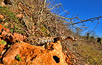 Horned viper (Vipera ammodytes) in natural setting, Turkey.