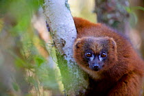 Red-bellied lemur (Eulemur rubriventer), sitting in tree, Rainforests of Atsinanana, Marojejy National Park, Vulnerable, endemic.