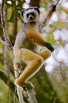 Diademed sifaka (Propithecus diadema), sitting in tree, Anjozorobe Special Reserve, Madagascar, Critically Endangered, endemic.