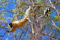 Verreaux&#39;s sifaka lemur (Propithecus verreauxi), mother climbing and baby jumping Kirindy Forest Private Reserve, Madagascar, Endangered, endemic.