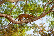 Fossa (Cryptoprocta ferox) climbing tree , Kirindy Forest Private Reserve, Madagascar, Vulnerable, endemic.