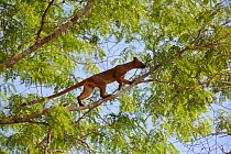 Fossa (Cryptoprocta ferox), climbing in tree, Kirindy Forest Private Reserve, Madagascar, Vulnerable, endemic.