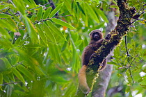 Golden bamboo lemur (Hapalemur aureus) sitting in tree, Ranomafana National Park, Madagascar, Critically Endangered, endemic.