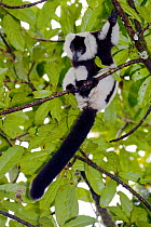 Hill&#39;s ruffed lemur (Varecia variegata editorum), sitting in tree, Ranomafana National Park, Madagascar, Critically Endangered, endemic.