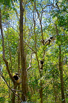 Coquerel's sifaka (Propithecus coquereli), four lemurs in trees, Ankarafantsika National Park, Madagascar, Endangered, endemic.