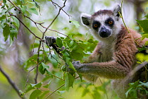 Ring-tailed lemur (Lemur catta), portrait in tree, Anja Community Reserve, Madagascar, Endangered, endemic.
