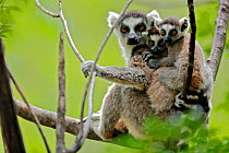 Ring-tailed lemur (Lemur catta), mother with two young babies. Anja Community Reserve, Madagascar, Endangered, endemic.