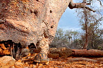 Radiated tortoise (Astrochelys radiata), walking in dry forest habitat. Tsimanampetsotsa National Park, Madagascar, Critically Endangered.