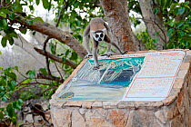 Ring-tailed lemur (Lemur catta) walking on sign about nearby sinkhole. Tsimanampetsotsa National Park, Madagascar, Endangered species, endemic.