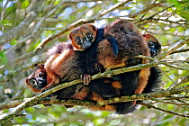 Red-bellied lemur (Eulemur rubriventer) huddling together in tree branches. Anjozorobe Special Reserve, Madagascar. Vulnerable species, endemic.