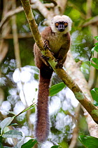 White-fronted brown lemur (Eulemur albifrons) in tree, Rainforests of the Atsinanana, Marojejy National Park, Madagascar. Endangered species, endemic.