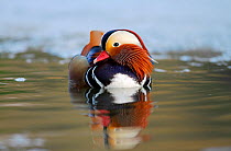 Mandarin duck drake (Aix galericulata) floating on an open patch of water on a frozen pond, Southwest London, UK, February.