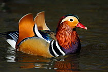 Mandarin duck drake (Aix galericulata) on the water, showing orange &#39;sail&#39; feathers which are used when displaying, Southwest London, UK, March.