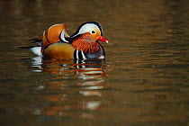 Mandarin duck drake (Aix galericulata) floating on the water, Southwest London, UK, March.