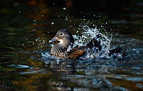 Mandarin duck (Aix galericulata) female bathing taking a bath, Southwest London, UK, November.