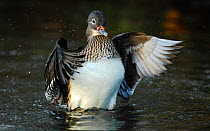 Mandarin duck (Aix galericulata) wing flapping,  Southwest London, UK, November.