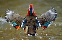 Mandarin duck drake (Aix galericulata) from behind flapping its wings. Southwest London, UK. February.
