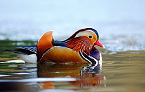 Mandarin duck drake (Aix galericulata) floating on an open patch of water on a frozen pond, Southwest London, UK. February.