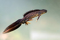 Macedonian crested newt (Triturus macedonicus), Controlled conditions, Kresna gorge area. South West Bulgaria , April