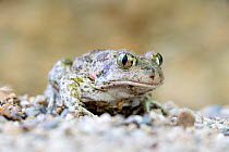 Eastern Spadefoot Toad (Pelobates syriacus), Krena gorge area, South West Bulgaria , April
