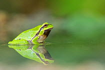 Common tree frog (Hyla arborea), Kresna gorge area, South West Bulgaria, April