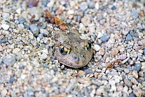 Eastern Spadefoot Toad (Pelobates syriacus), Krena gorge area, South West Bulgaria , April
