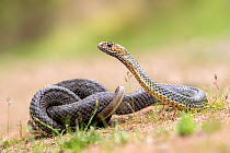 Western Montpellier Snake (Malpolon insignitus), Kresna gorge, South West Bulgaria, April
