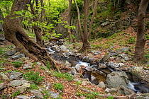 Landscape of mountain stream flowing through very old forests in Kresna gorge. This mountain stream eventually flows into the Struma river. In these forests Oriental plane trees (Platanus orientalis)...