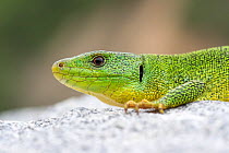 Balkan Green Lizard (Lacerta trilineata), Kresna gorge, South West Bulgaria, April