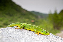 Balkan Green Lizard (Lacerta trilineata), Kresna gorge, South West Bulgaria, April