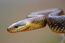 Aesculapian snake (Zamenis longissimus), Kresna gorge, South West Bulgaria, April