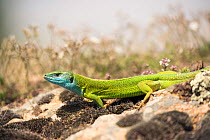 Eastern Green Lizard (Lacerta viridis), Kresna Gorge, South West Bulgaria, April